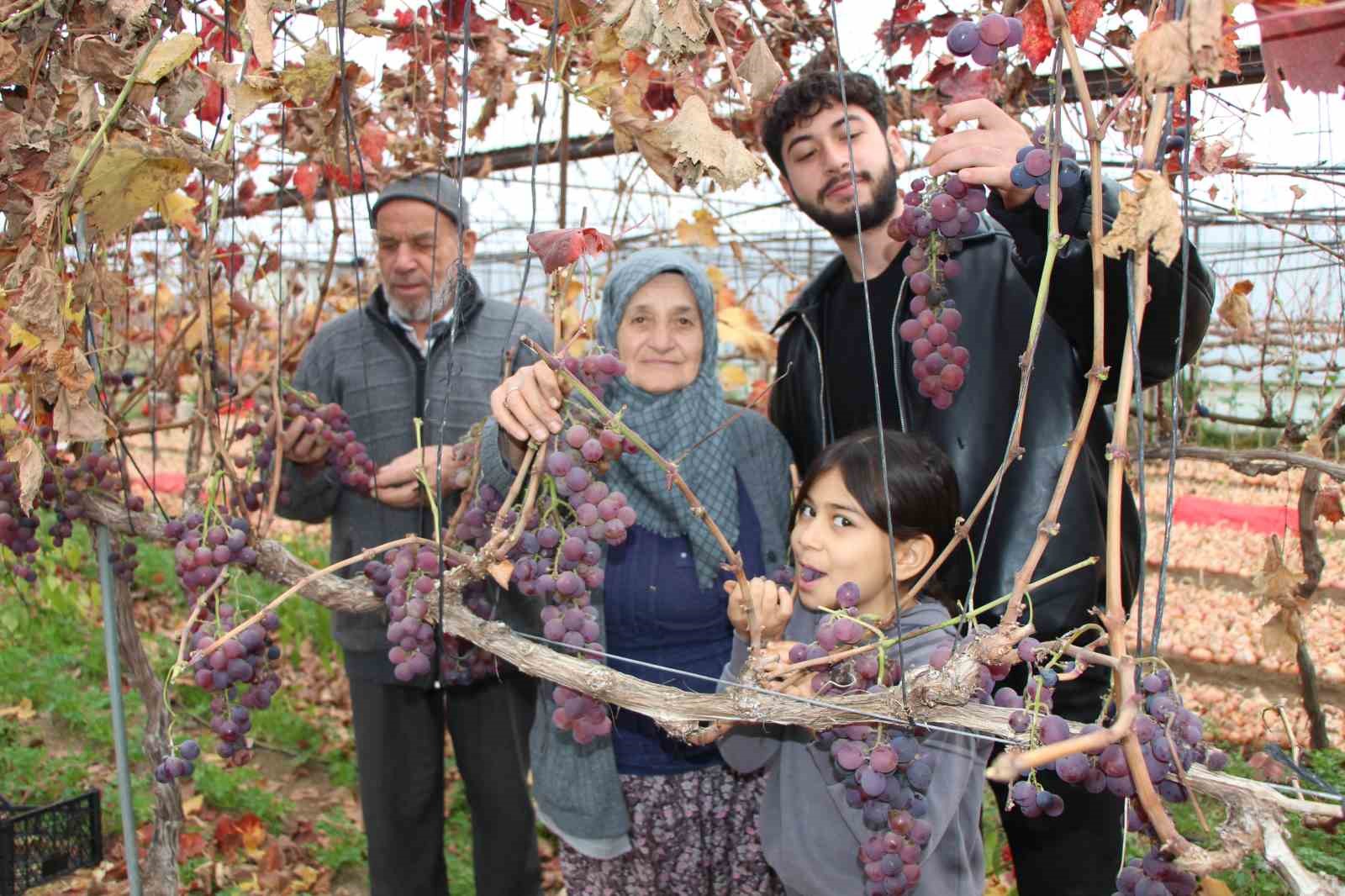 amasyali-feruziye-nine-serada-kisin-uzum-yetistirip-satiyor