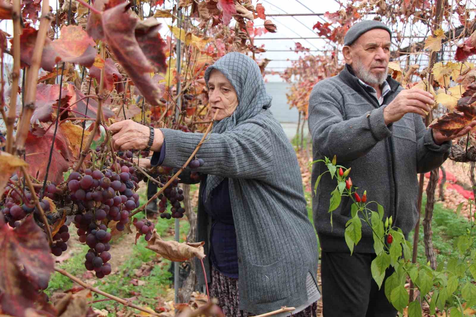 amasyali-feruziye-nine-serada-kisin-uzum-yetistirip-satiyor