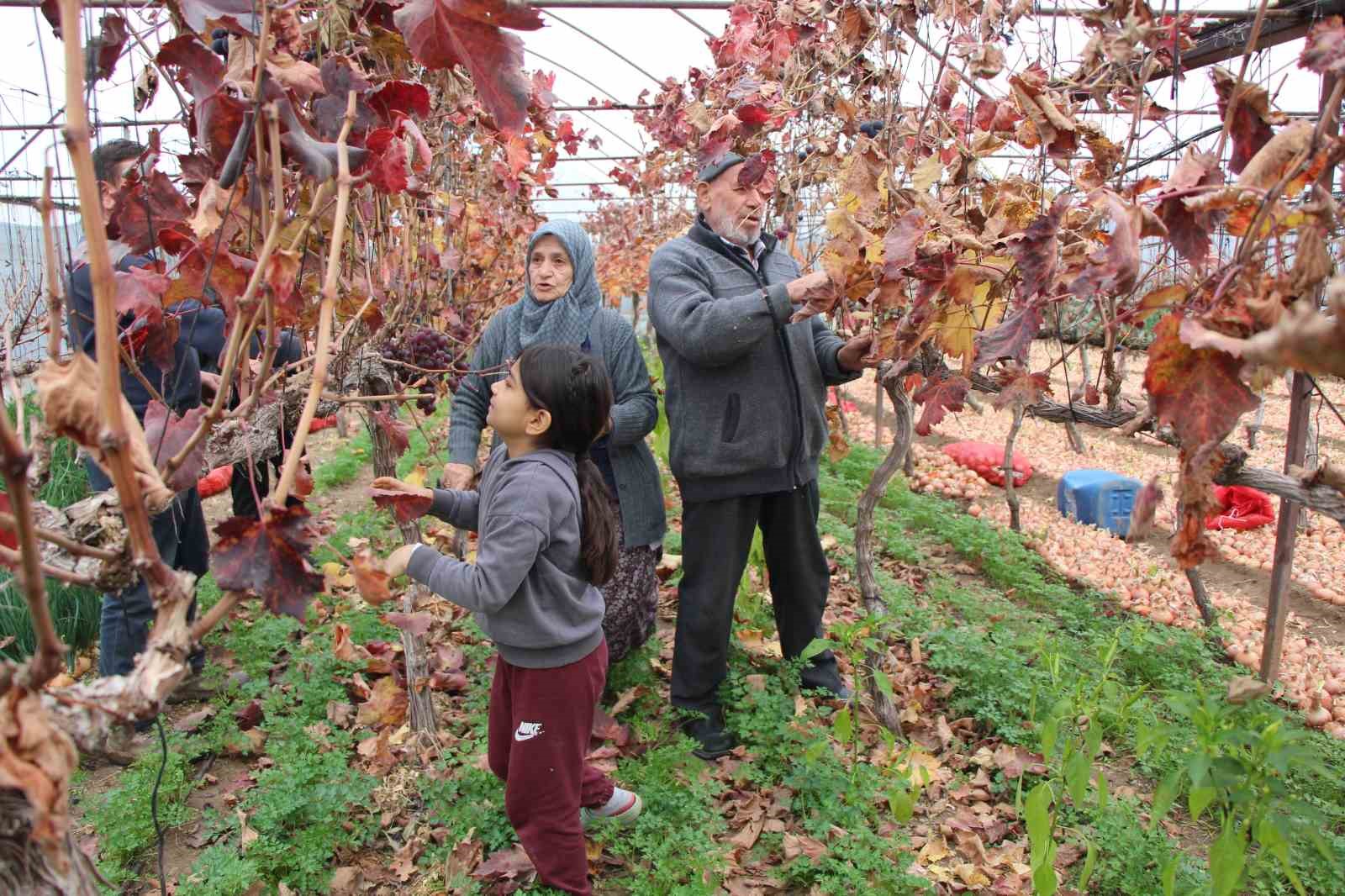 amasyali-feruziye-nine-serada-kisin-uzum-yetistirip-satiyor