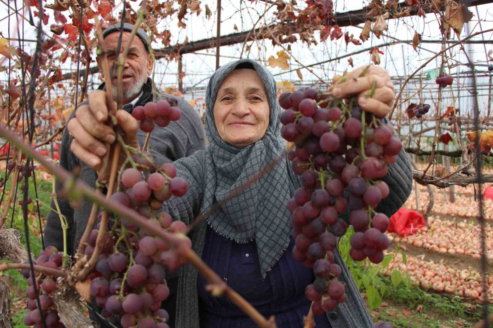 amasyali-feruziye-nine-serada-kisin-uzum-yetistirip-satiyor