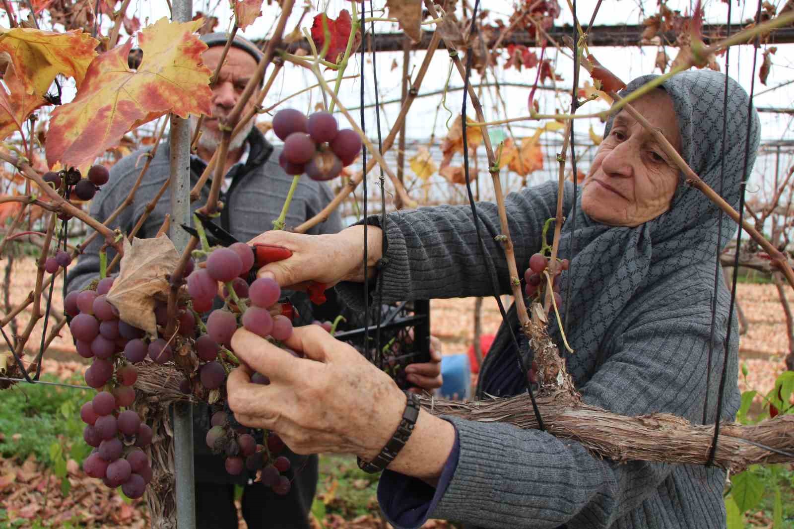 amasyali-feruziye-nine-serada-kisin-uzum-yetistirip-satiyor