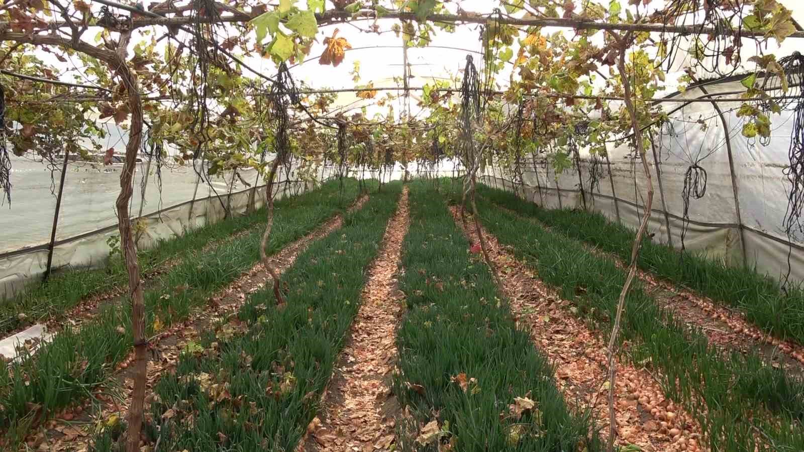 amasyali-feruziye-nine-serada-kisin-uzum-yetistirip-satiyor