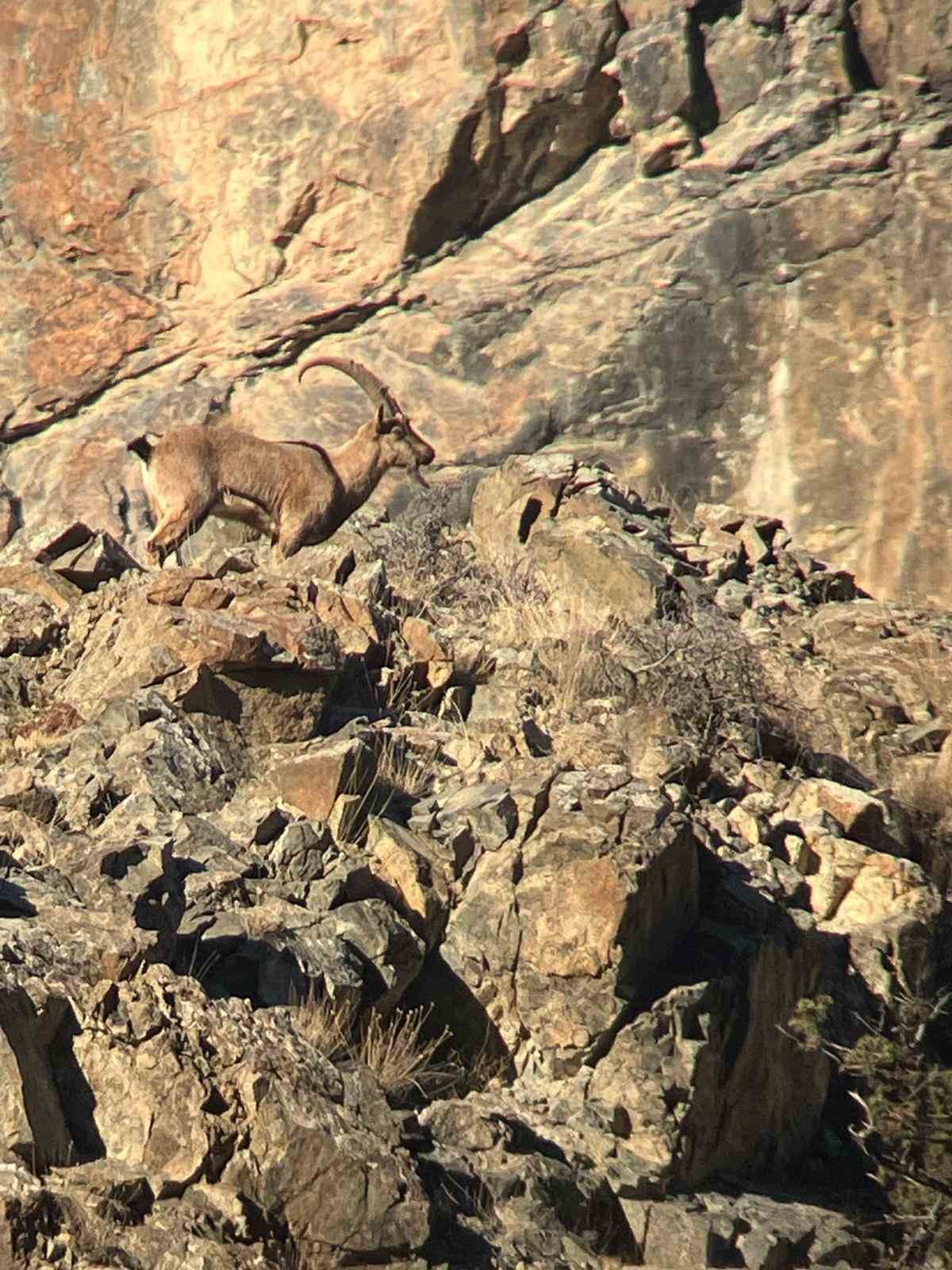 artvinde-yaban-hayati-icin-envanter-calismasi-yapildi