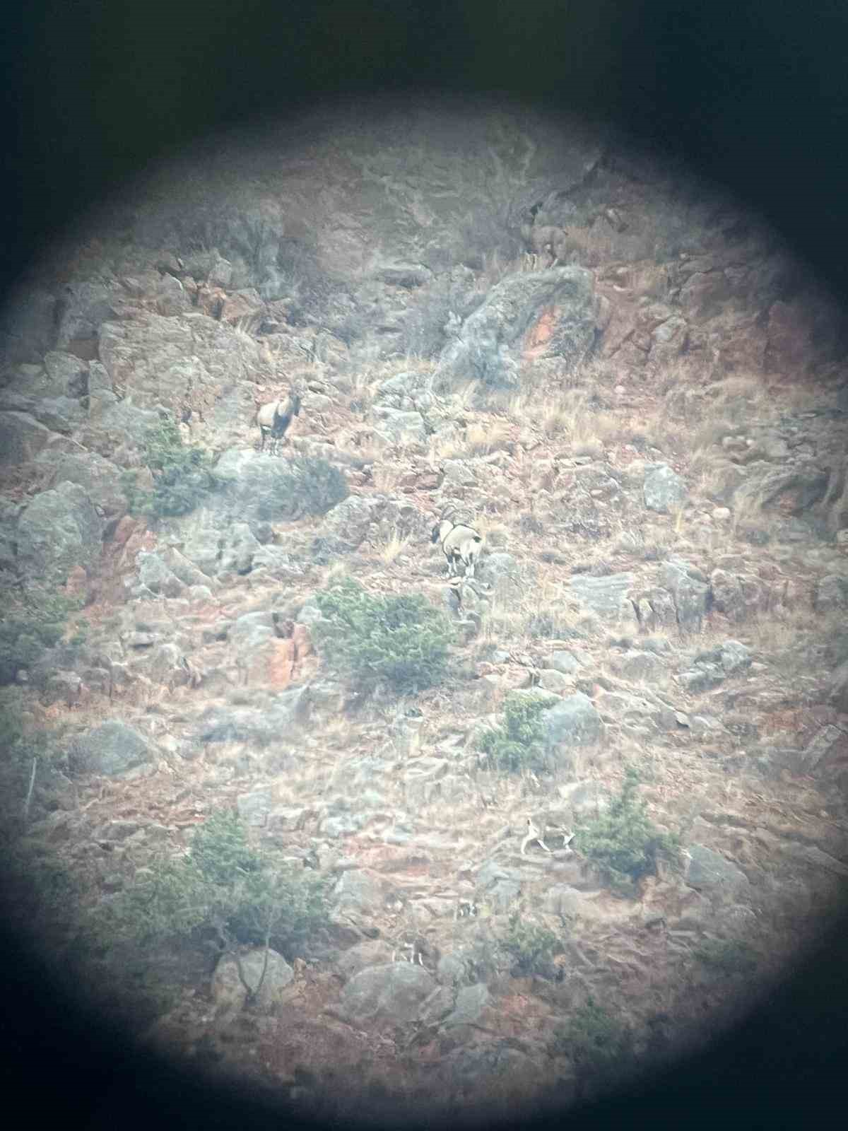 artvinde-yaban-hayati-icin-envanter-calismasi-yapildi