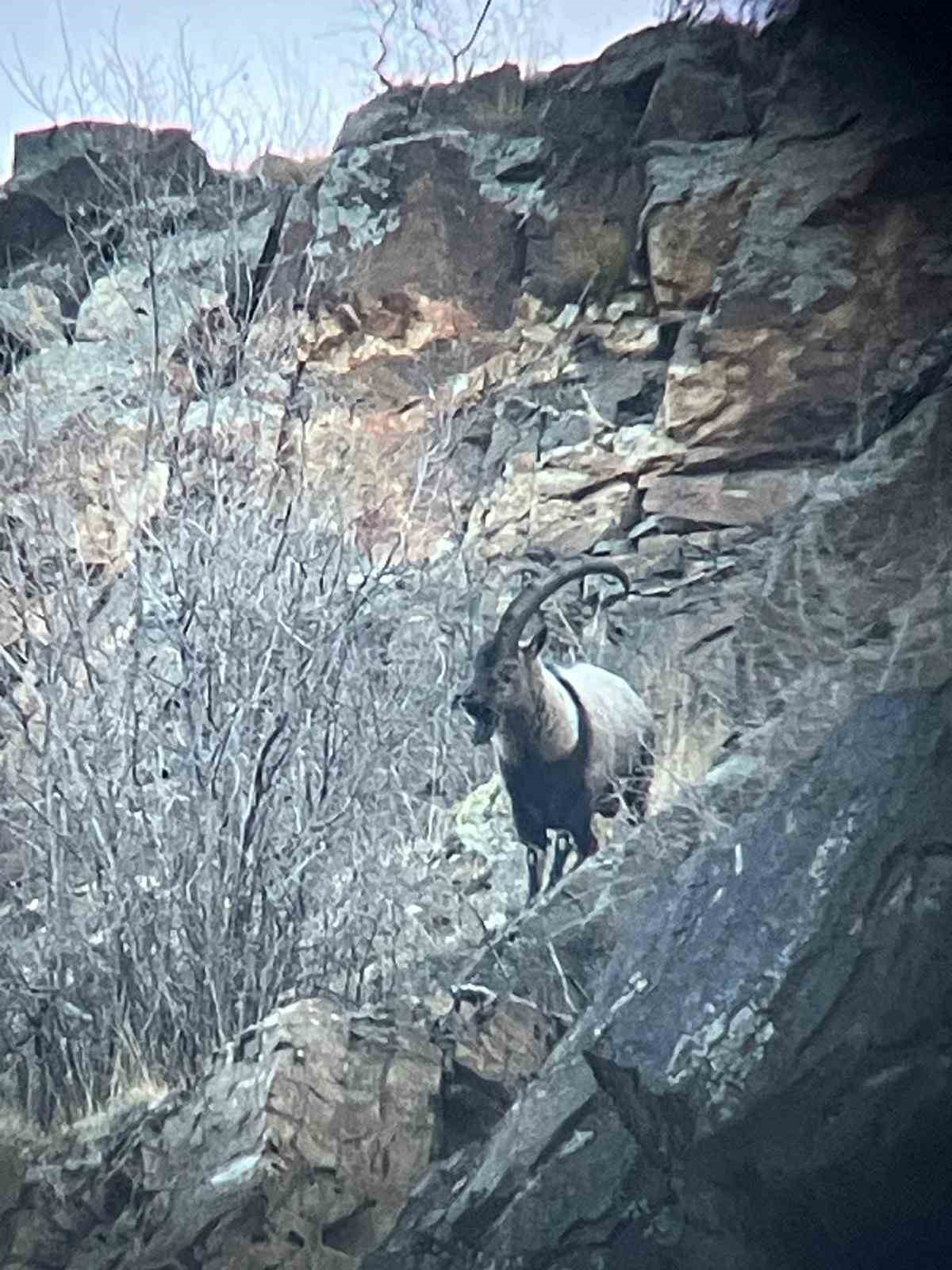 artvinde-yaban-hayati-icin-envanter-calismasi-yapildi