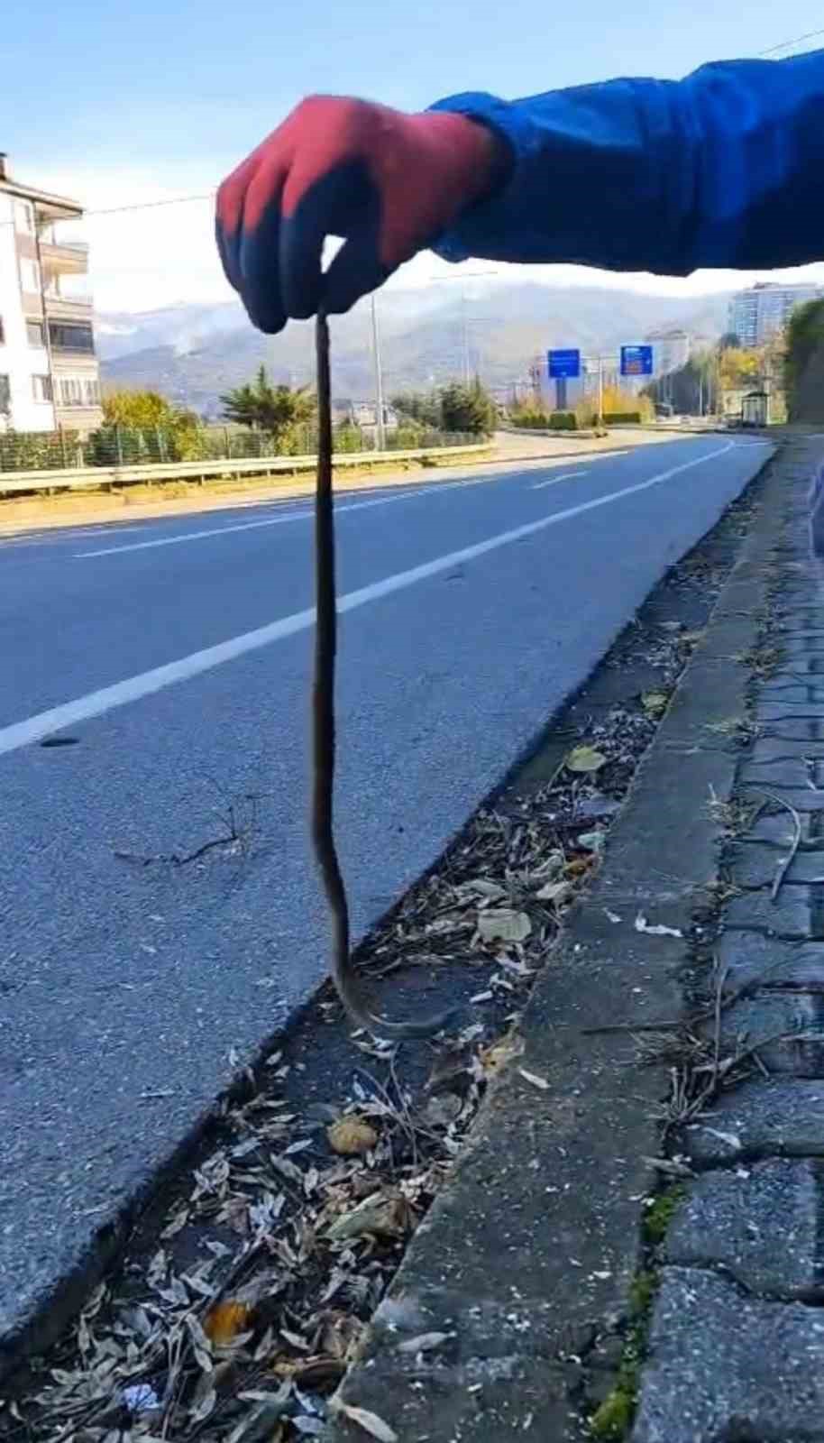 artvinin-ardindan-trabzonda-da-yilanlar-kis-uykusuna-yatmadi