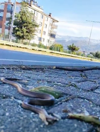 artvinin-ardindan-trabzonda-da-yilanlar-kis-uykusuna-yatmadi