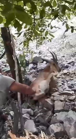 bahcede-uyuyakalan-yaban-kecisini-kalk-kizim-diyerek-uyandirdi