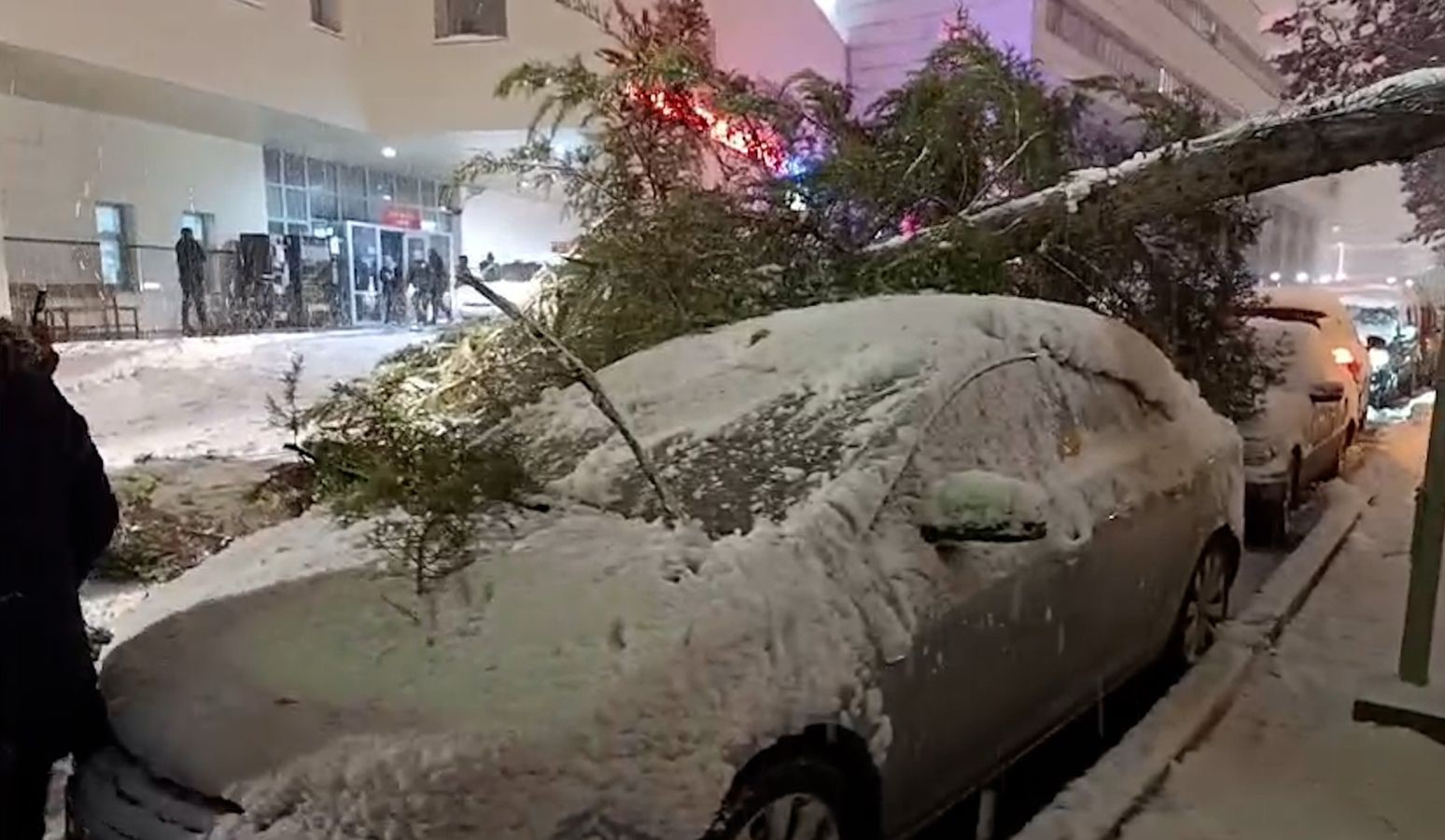 boluda-park-halindeki-araclarin-uzerine-agac-devrildi