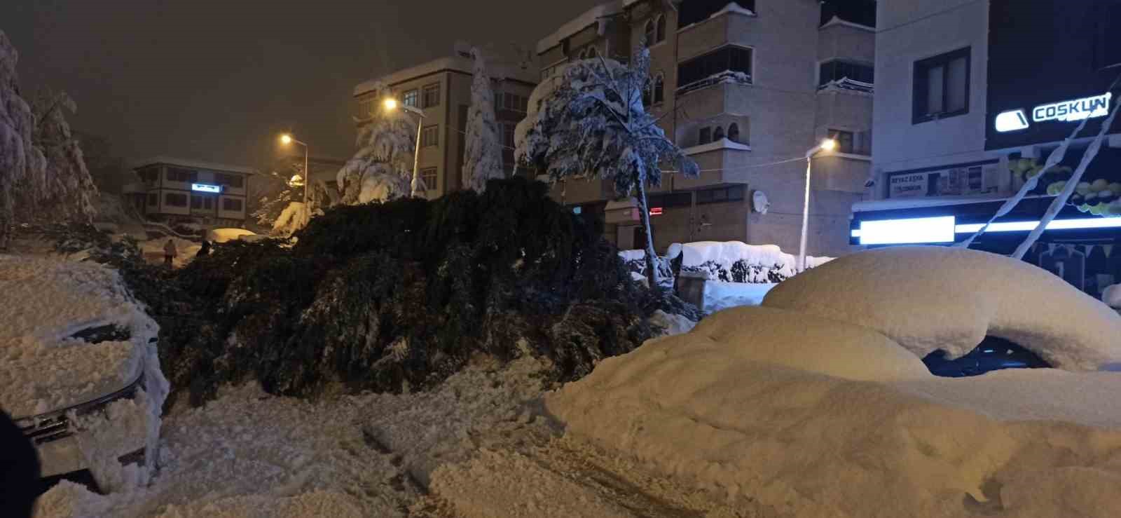 cam-agaci-park-halindeki-iki-aracin-uzerine-devrildi