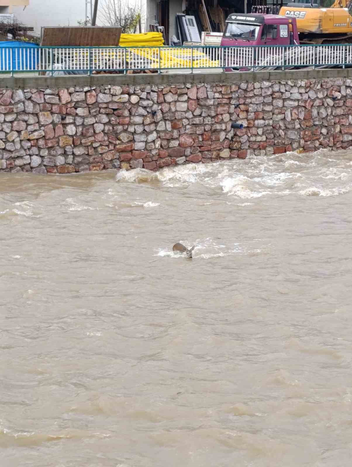 caya-dusen-karaca-kurtarildi