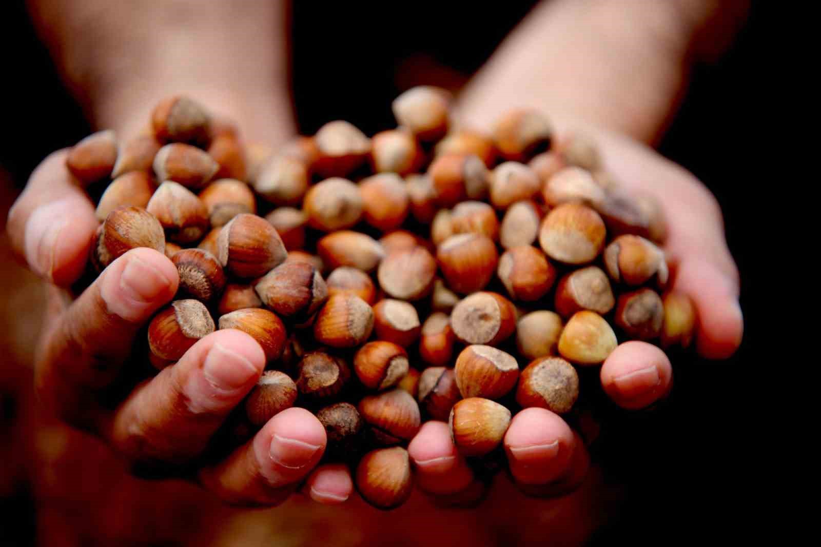 giresunda-findik-fiyati-250-tlye-geriledi-uretici-umudunu-yeni-yila-birakti