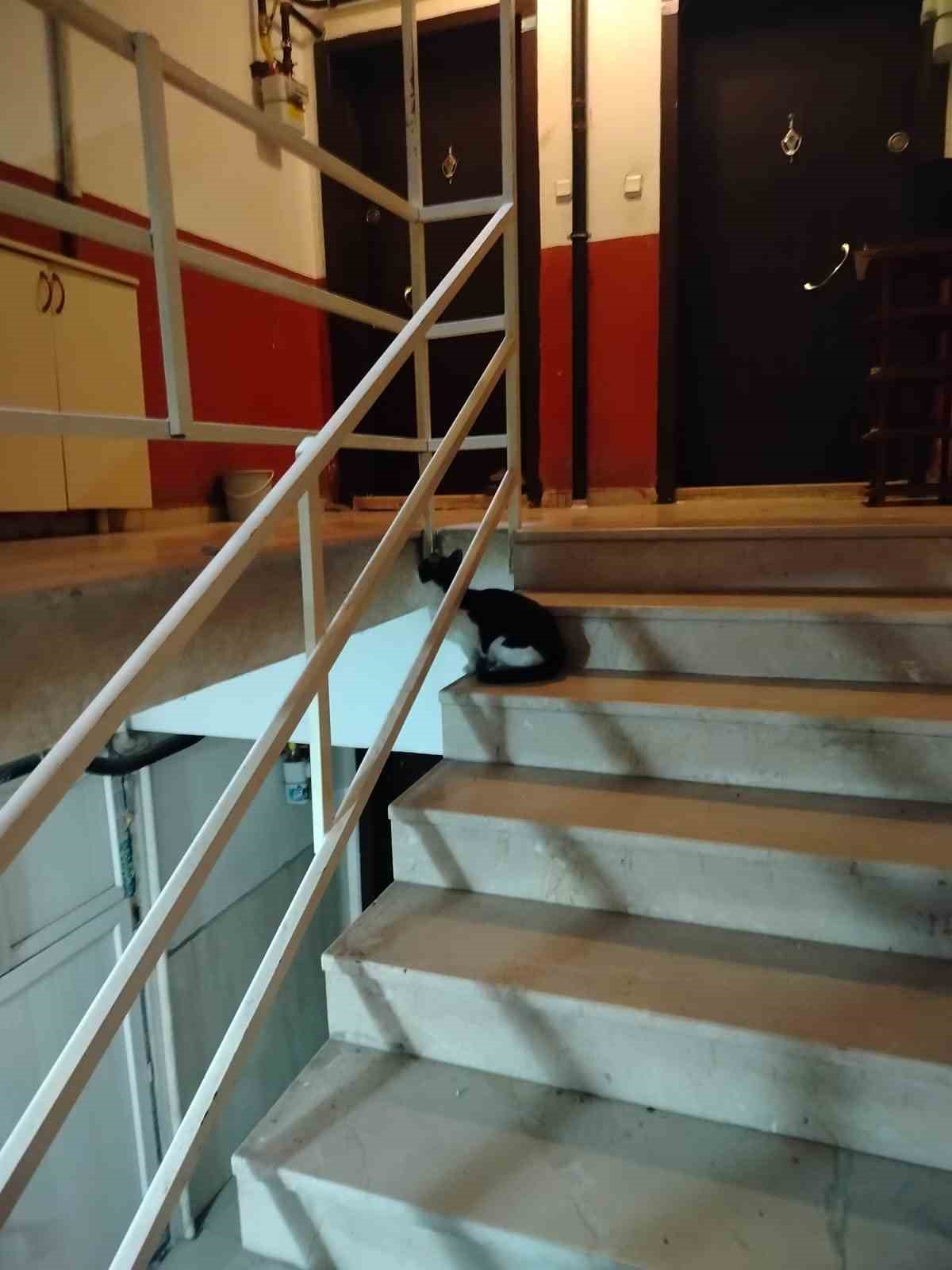 havalandirma-bosluguna-dusen-kediyi-itfaiye-kurtardi