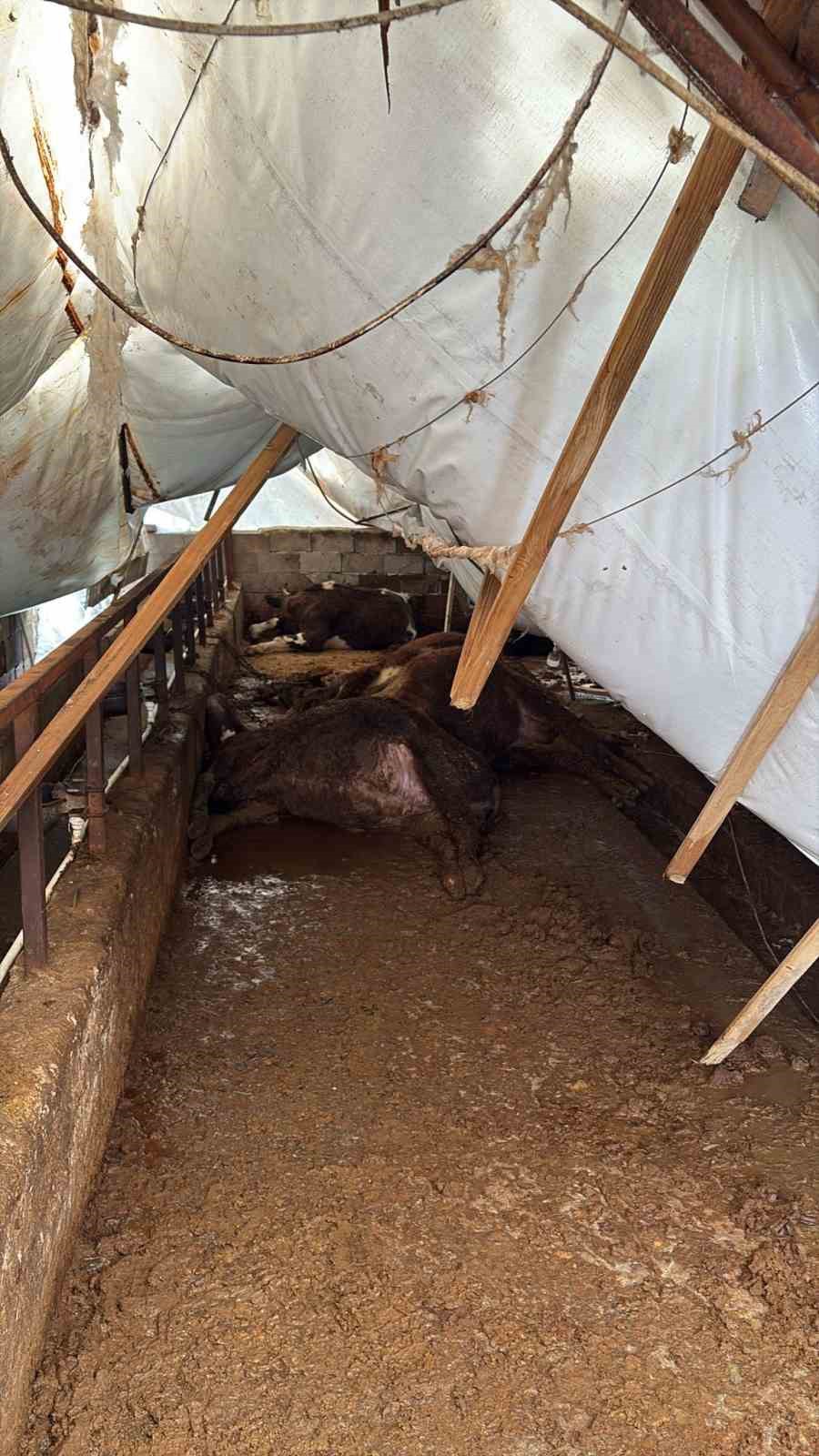 karabukte-kar-yagisi-ahil-catisini-cokertti-7-buyukbas-hayvan-telef-oldu