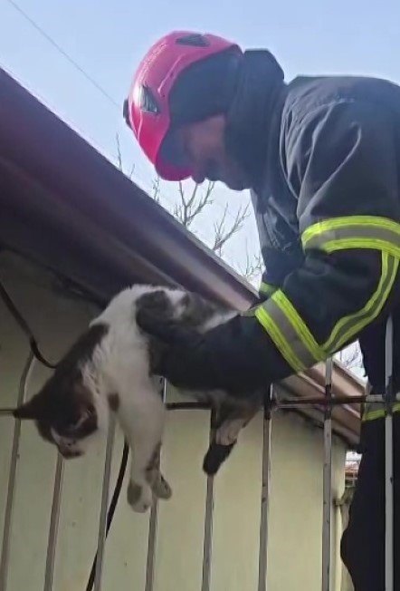 korkuluga-saplanan-kediyi-itfaiyeciler-kurtardi