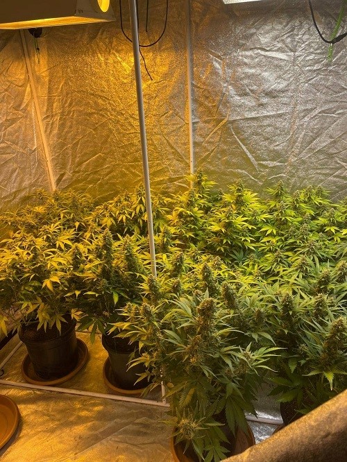 koy-evinde-cadir-kurup-skunk-yetistiren-sahsa-operasyon