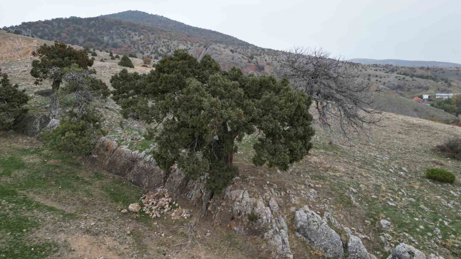 koy-halki-508-yasindaki-ardic-agacinin-tescilini-istiyor