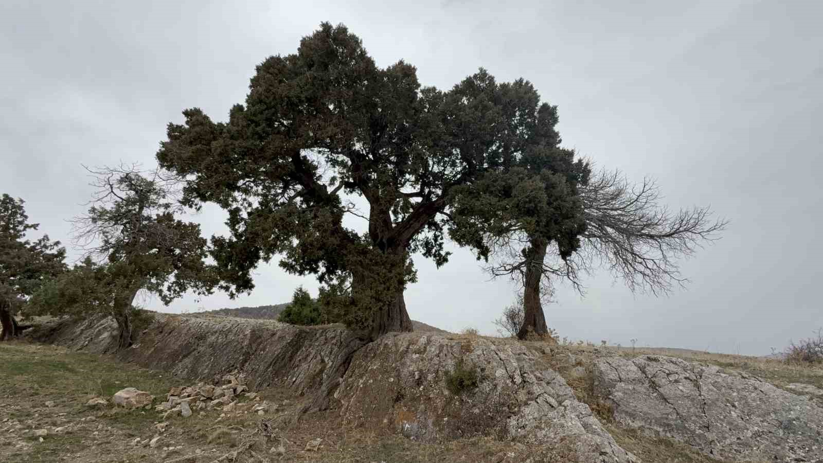 koy-halki-508-yasindaki-ardic-agacinin-tescilini-istiyor