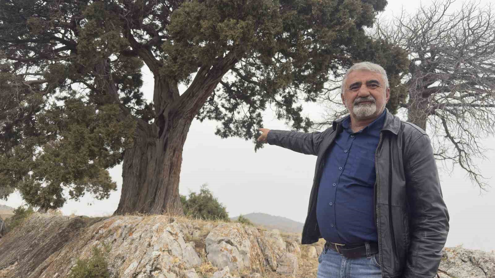 koy-halki-508-yasindaki-ardic-agacinin-tescilini-istiyor