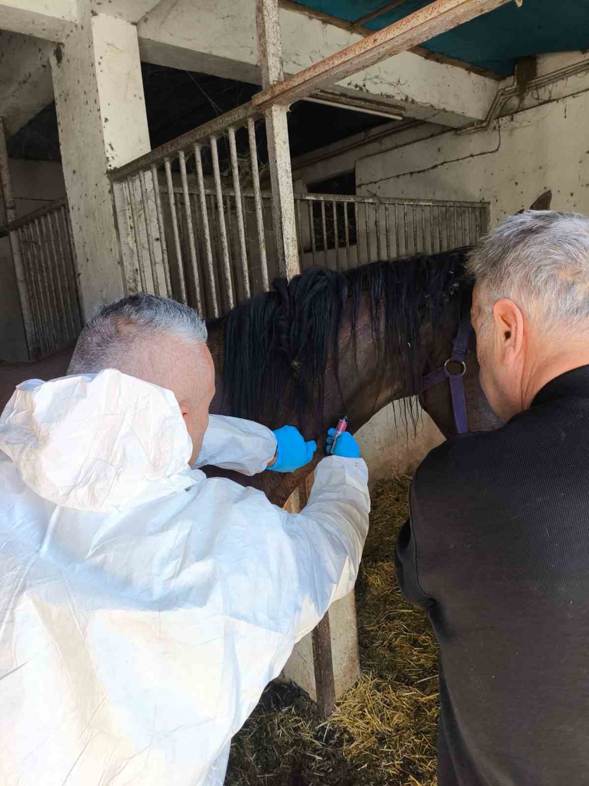 milyonluk-safkan-ingiliz-atina-saglik-taramasi