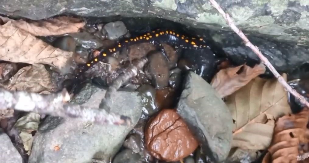 nesli-tehlike-altindaki-kafkas-semenderi-savsatta-goruntulendi