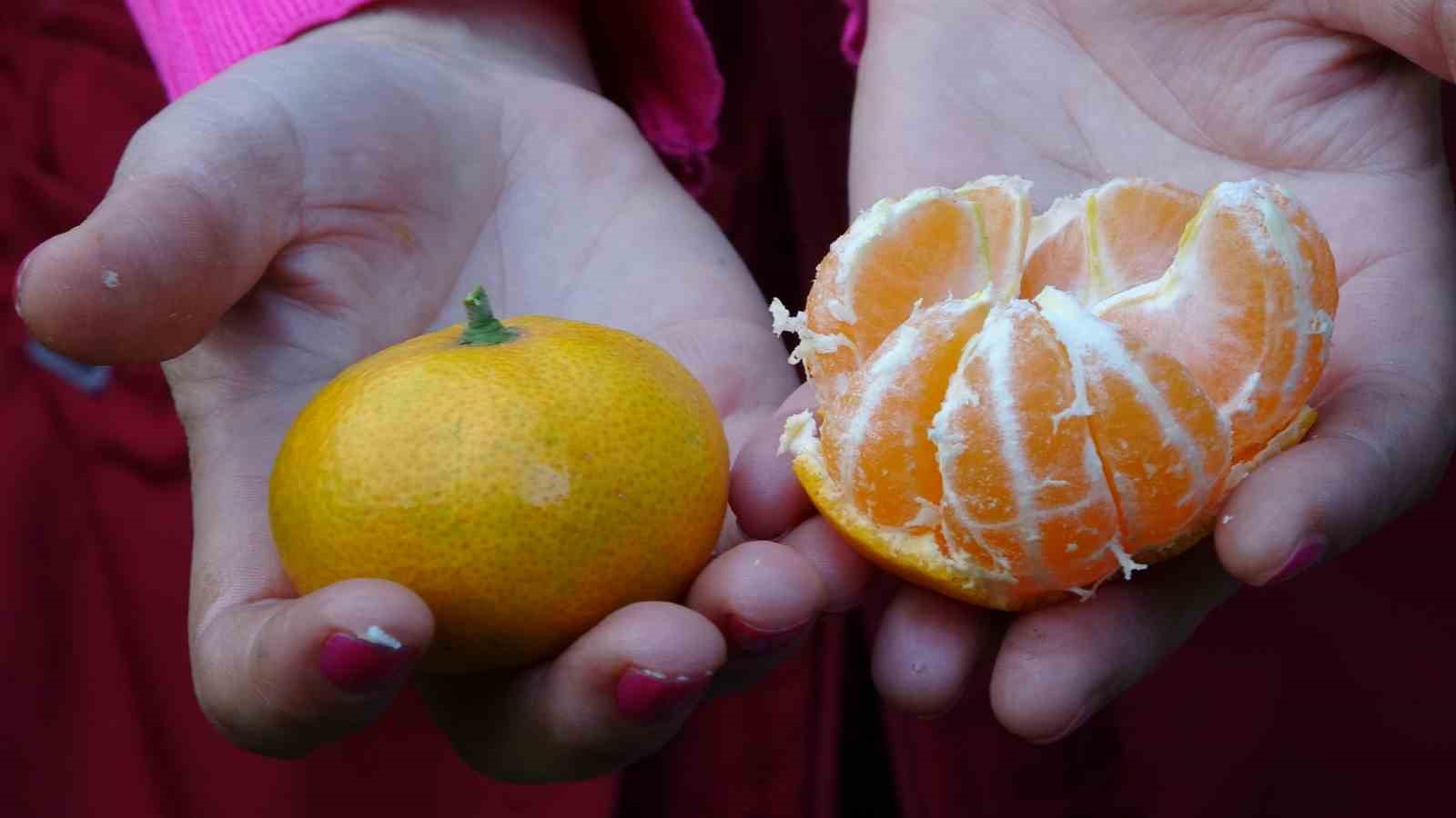 orduda-narenciye-hasadi-basladi