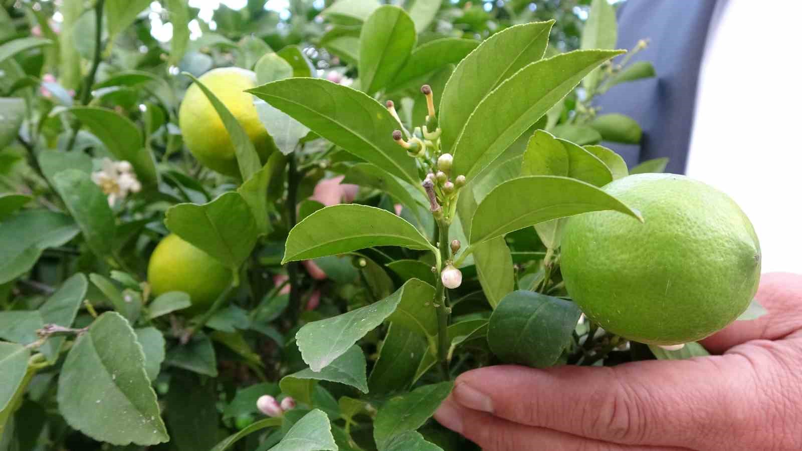 orduda-narenciye-hasadi-basladi