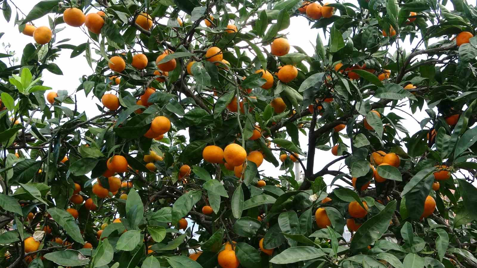 orduda-narenciye-hasadi-basladi