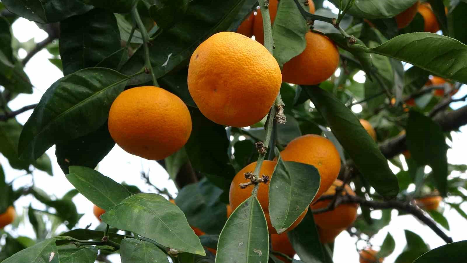 orduda-narenciye-hasadi-basladi