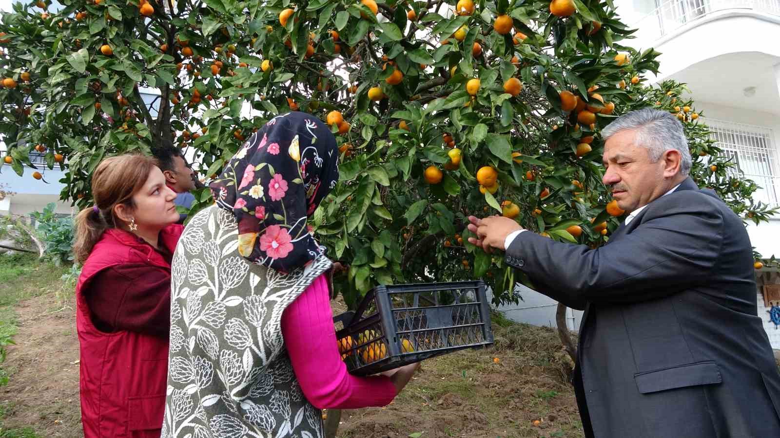 orduda-narenciye-hasadi-basladi