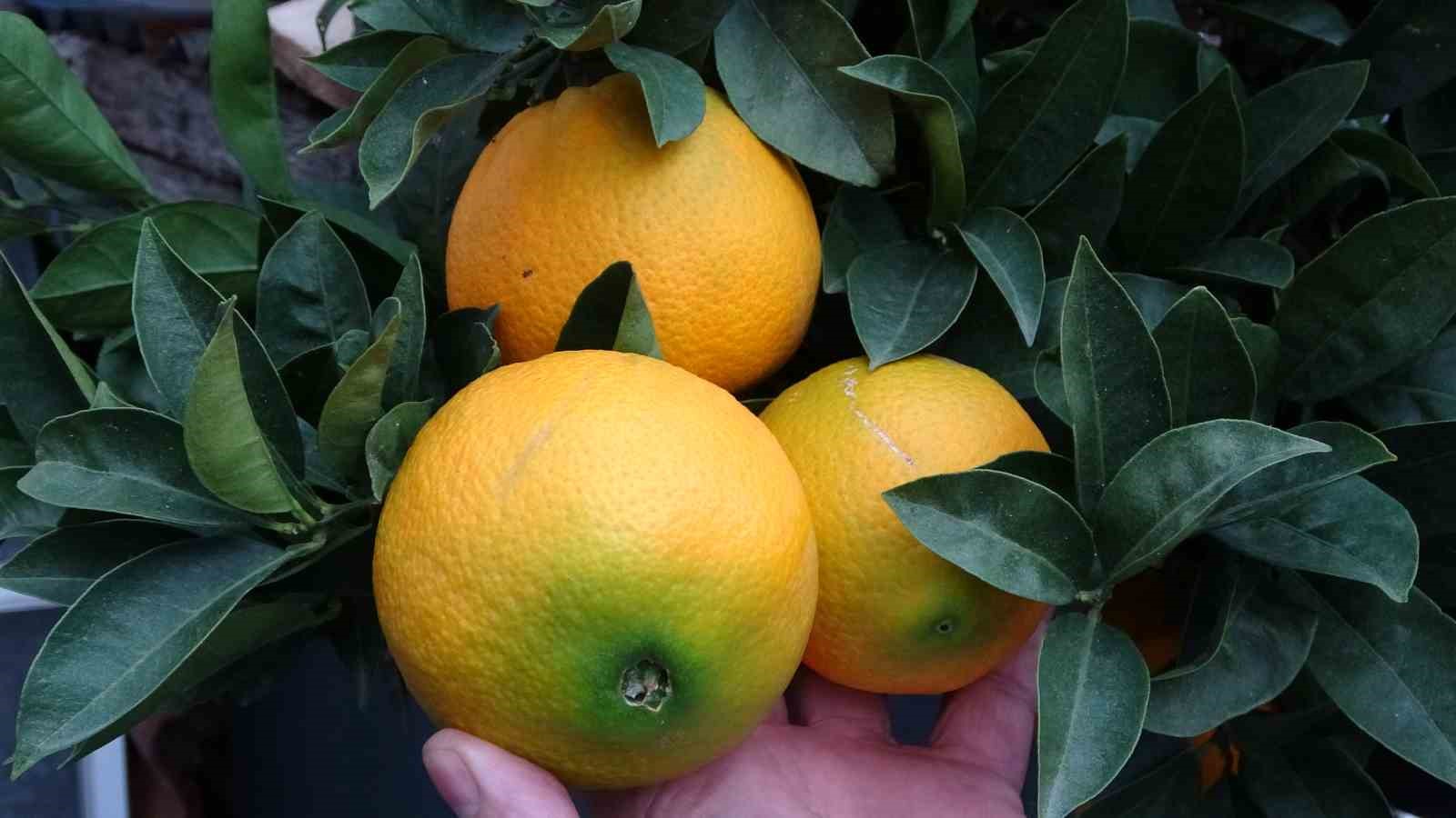 orduda-narenciye-hasadi-basladi