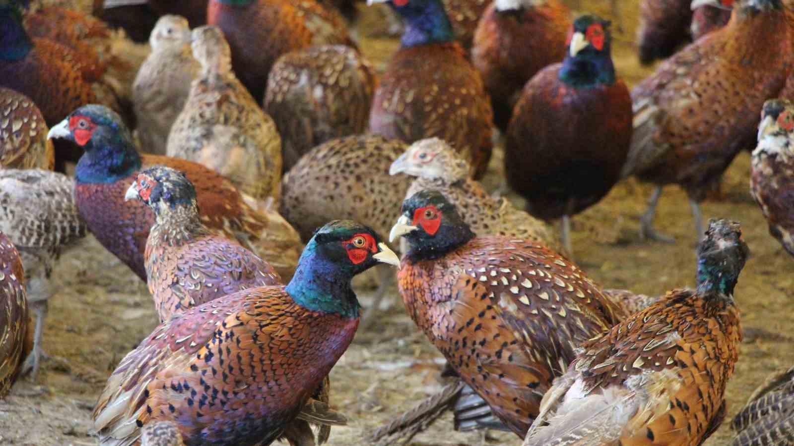 padisah-sofralarinin-vazgecilmeziydi-amasyada-sulun-eti-yeniden-sofralara-donuyor