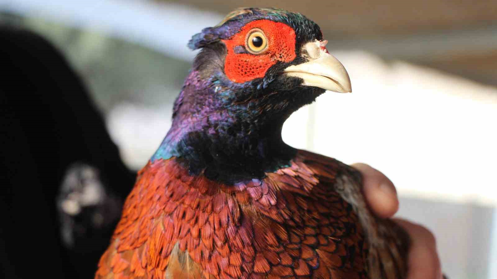 padisah-sofralarinin-vazgecilmeziydi-amasyada-sulun-eti-yeniden-sofralara-donuyor