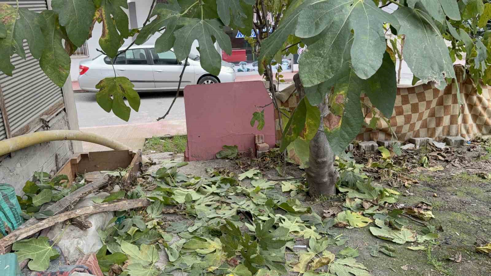 samsunda-3uncu-kattan-dusen-yasli-adami-incir-agaci-kurtardi