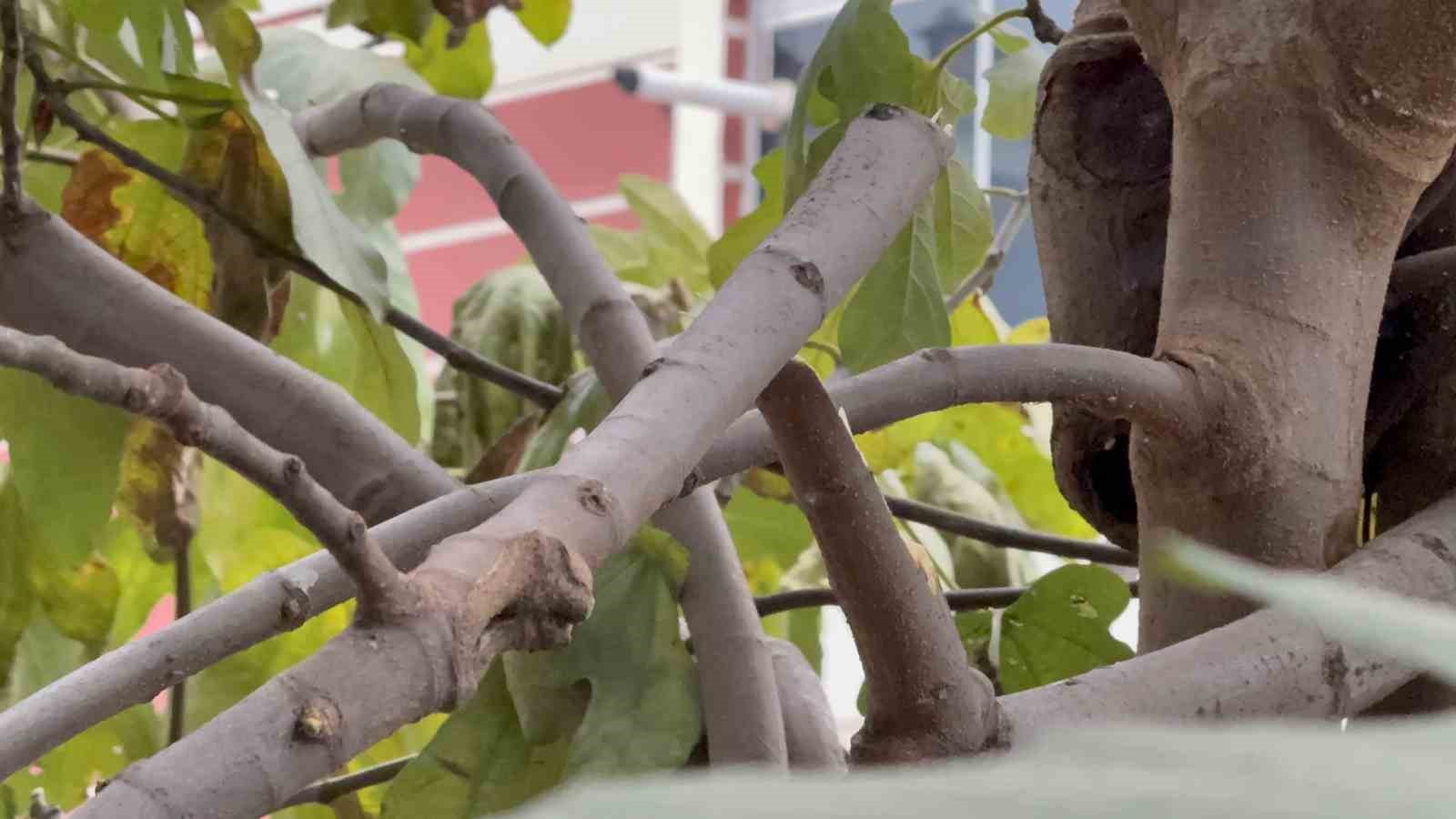 samsunda-3uncu-kattan-dusen-yasli-adami-incir-agaci-kurtardi