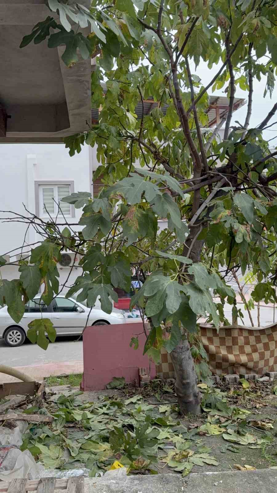 samsunda-3uncu-kattan-dusen-yasli-adami-incir-agaci-kurtardi