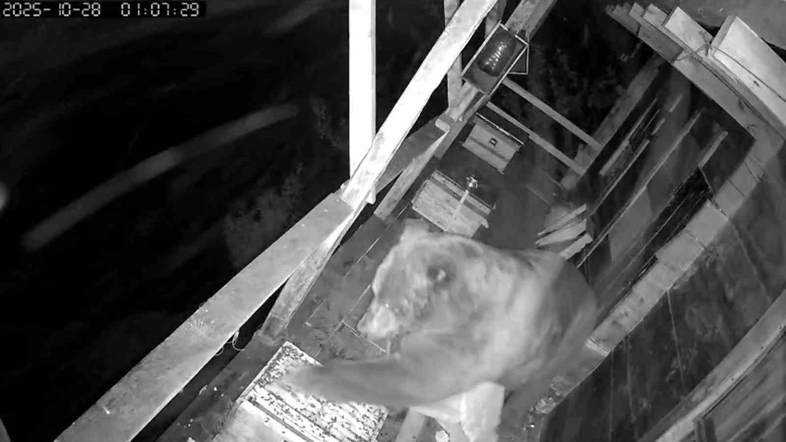 tirmandigi-balkonda-kovanlardaki-bali-yiyen-ayi-kameralara-yakalandi