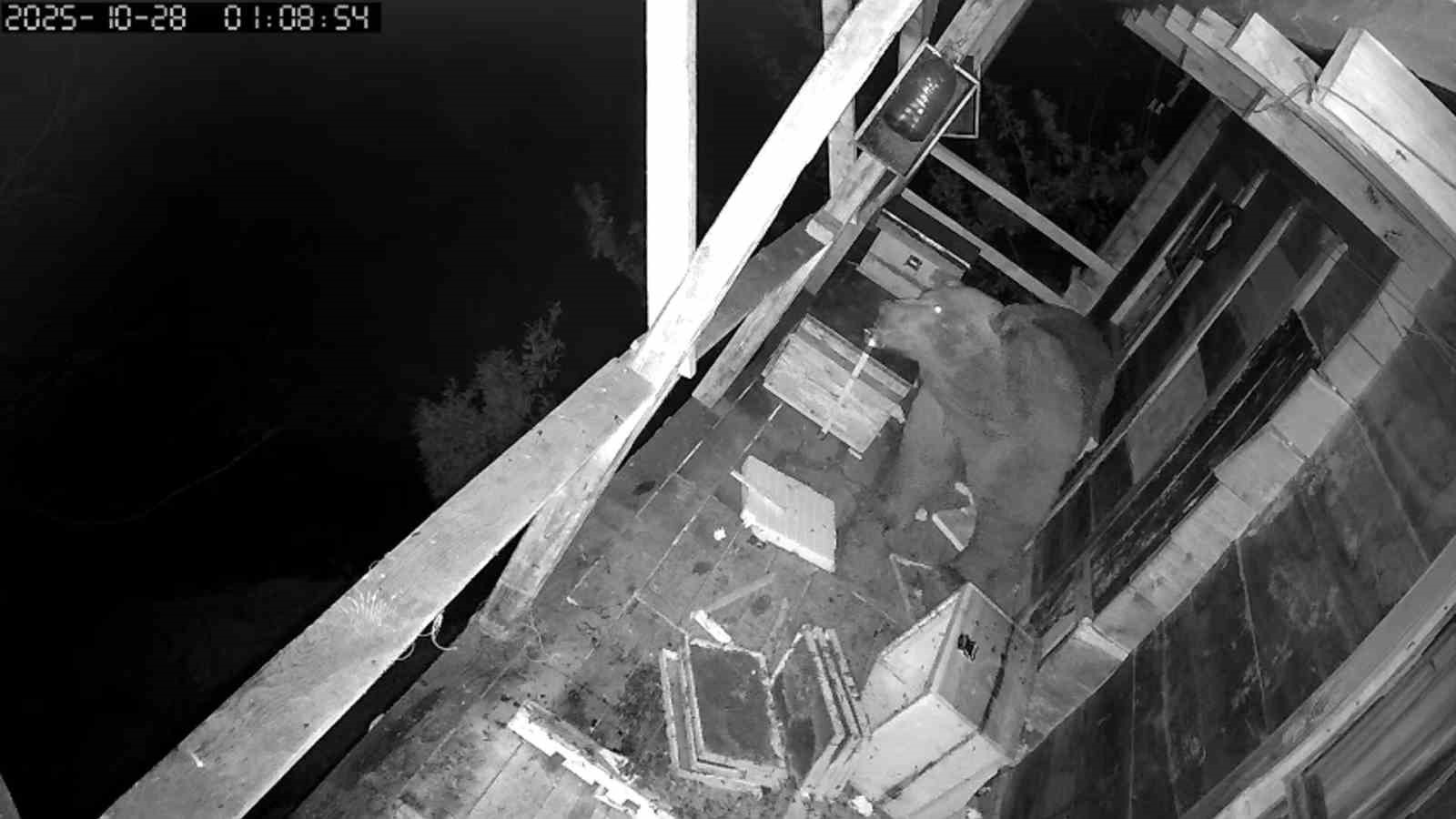 tirmandigi-balkonda-kovanlardaki-bali-yiyen-ayi-kameralara-yakalandi