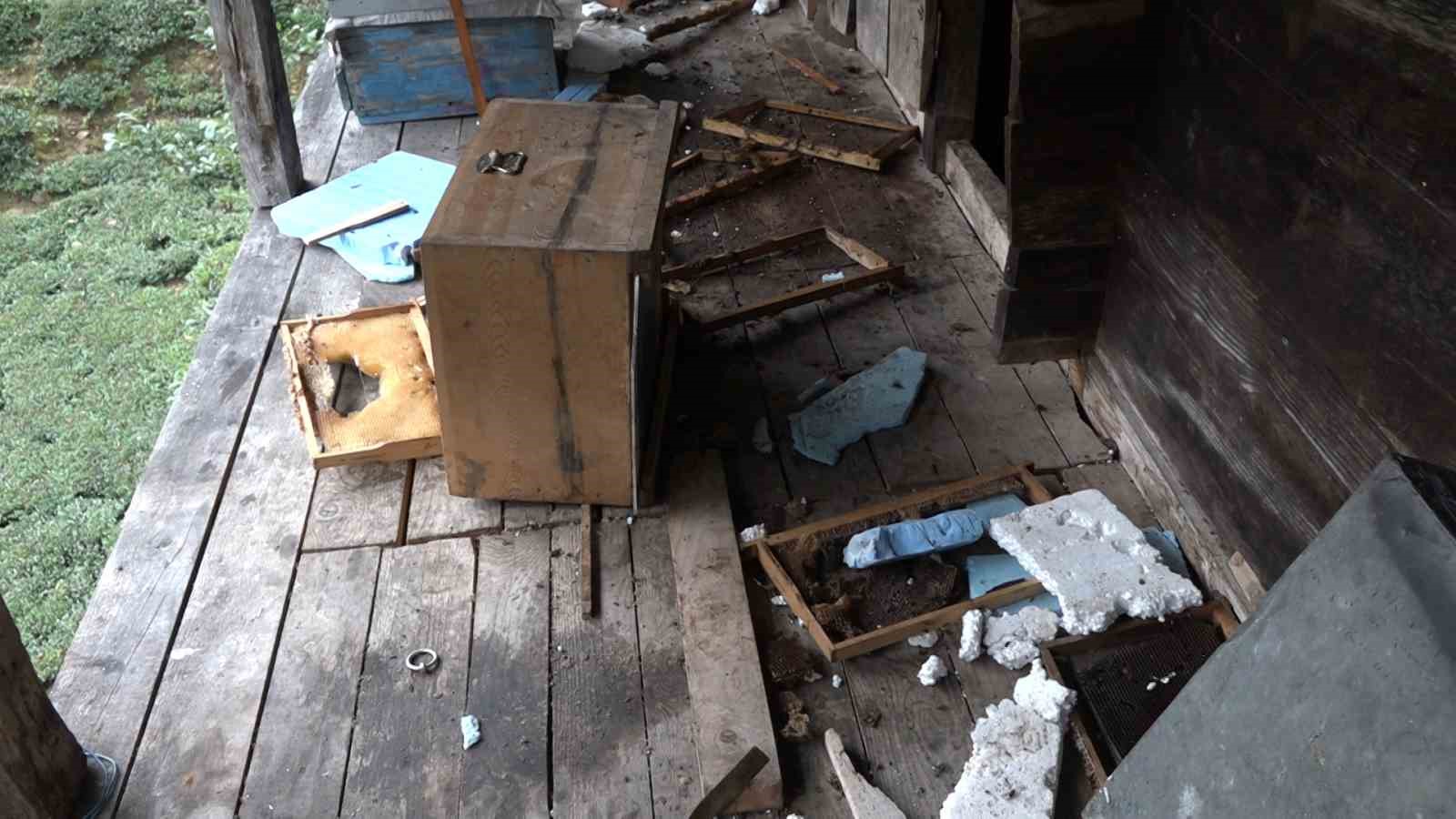 tirmandigi-balkonda-kovanlardaki-bali-yiyen-ayi-kameralara-yakalandi