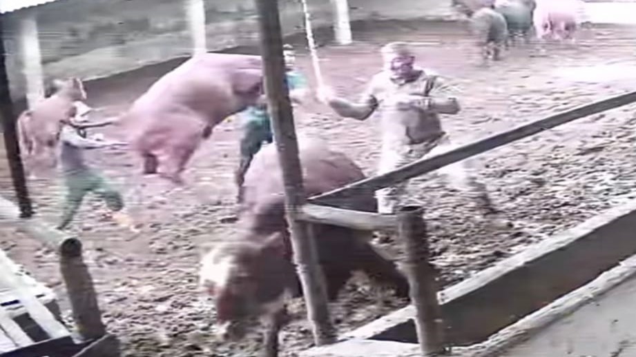 uzerine-ziplayan-boganin-darbesiyle-yere-serildi-o-anlar-kamerada