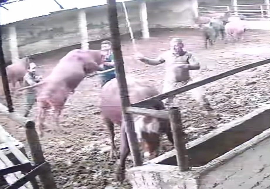 uzerine-ziplayan-boganin-darbesiyle-yere-serildi-o-anlar-kamerada