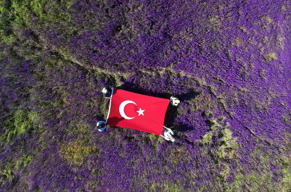 oluz-hoyukte-binlerce-mor-cicek-acti