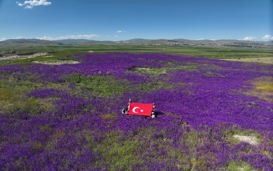 oluz-hoyukte-binlerce-mor-cicek-acti