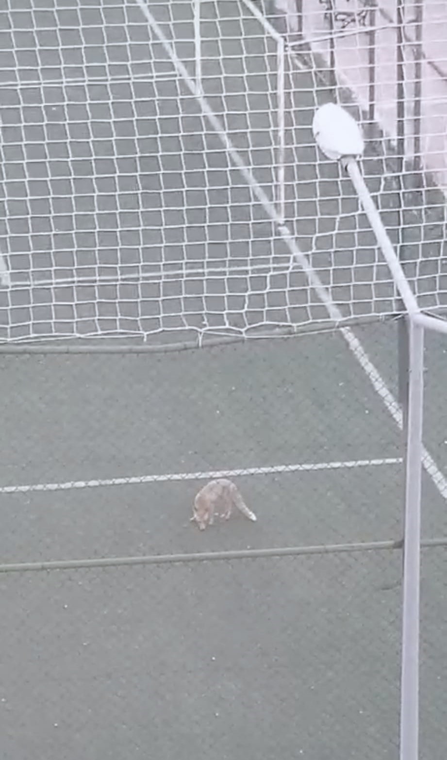 tilki-futbol-sahasina-girdi