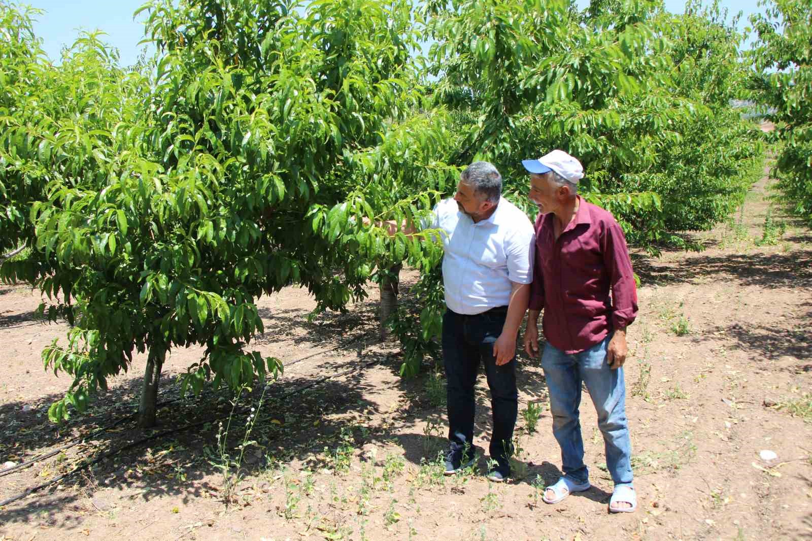 amasyada-60-yildir-yarismasi-yapiliyordu-simdi-bir-tane-bile-kiraz-yok