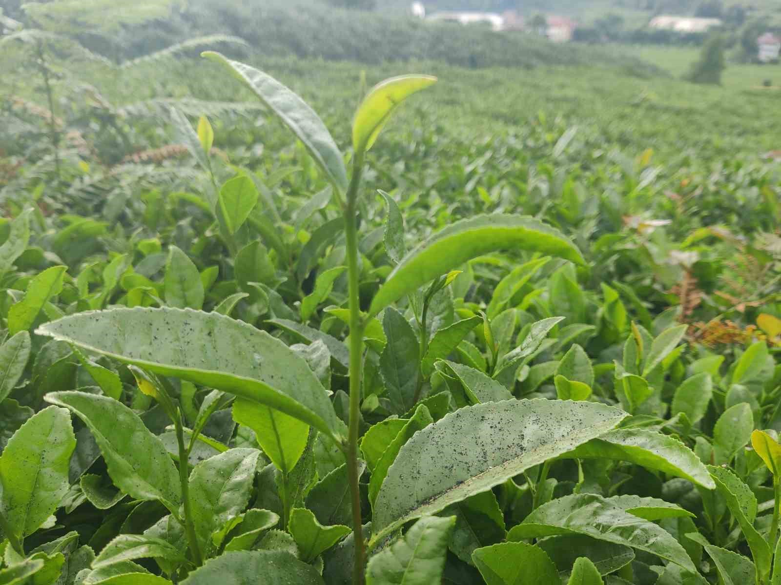 cay-fabrikasinin-bacasindan-cikan-komur-tozlari-cay-bahcelerine-yagiyor