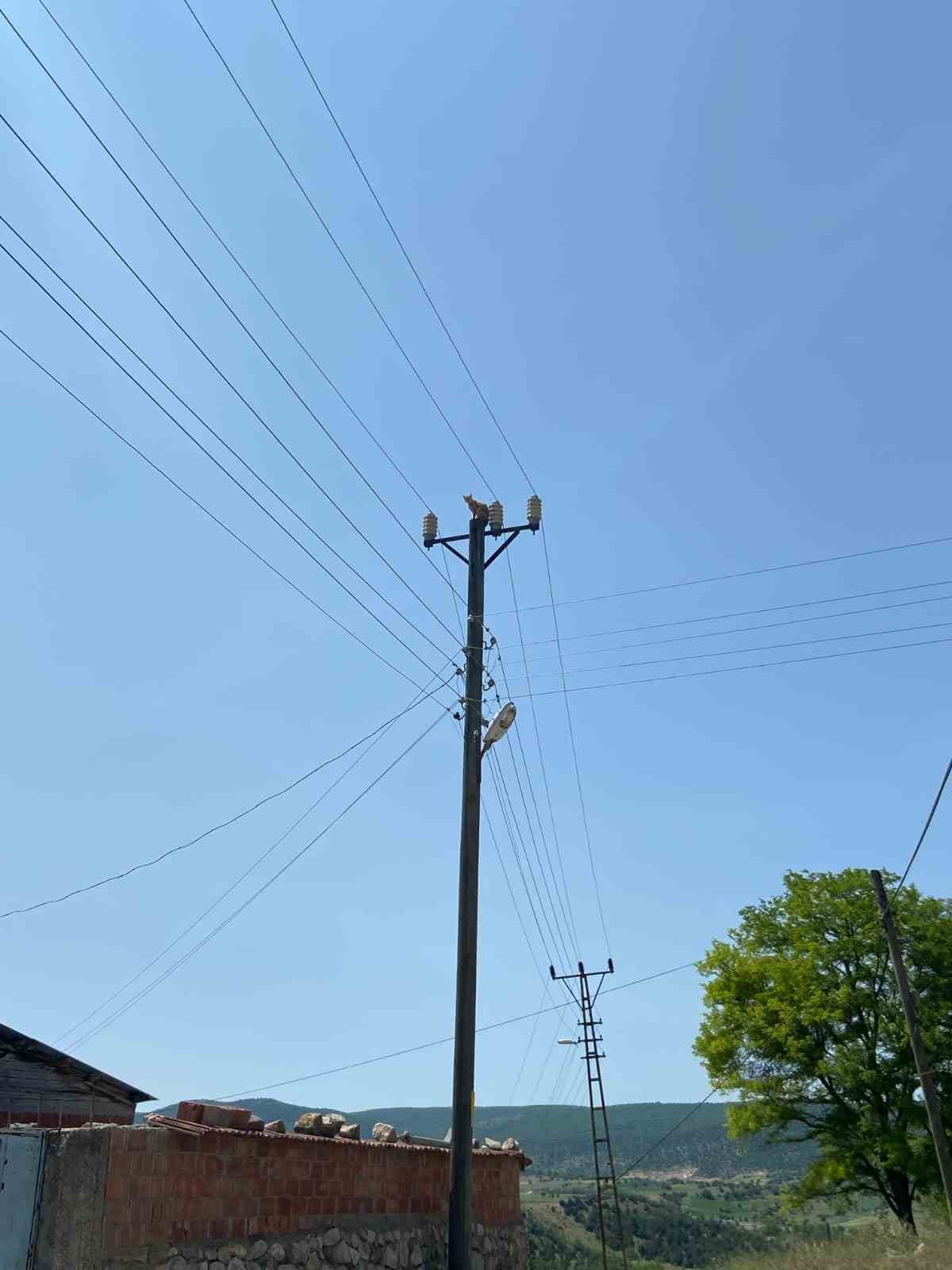 elektrik-direginde-mahsur-kalan-kedi-kurtarildi