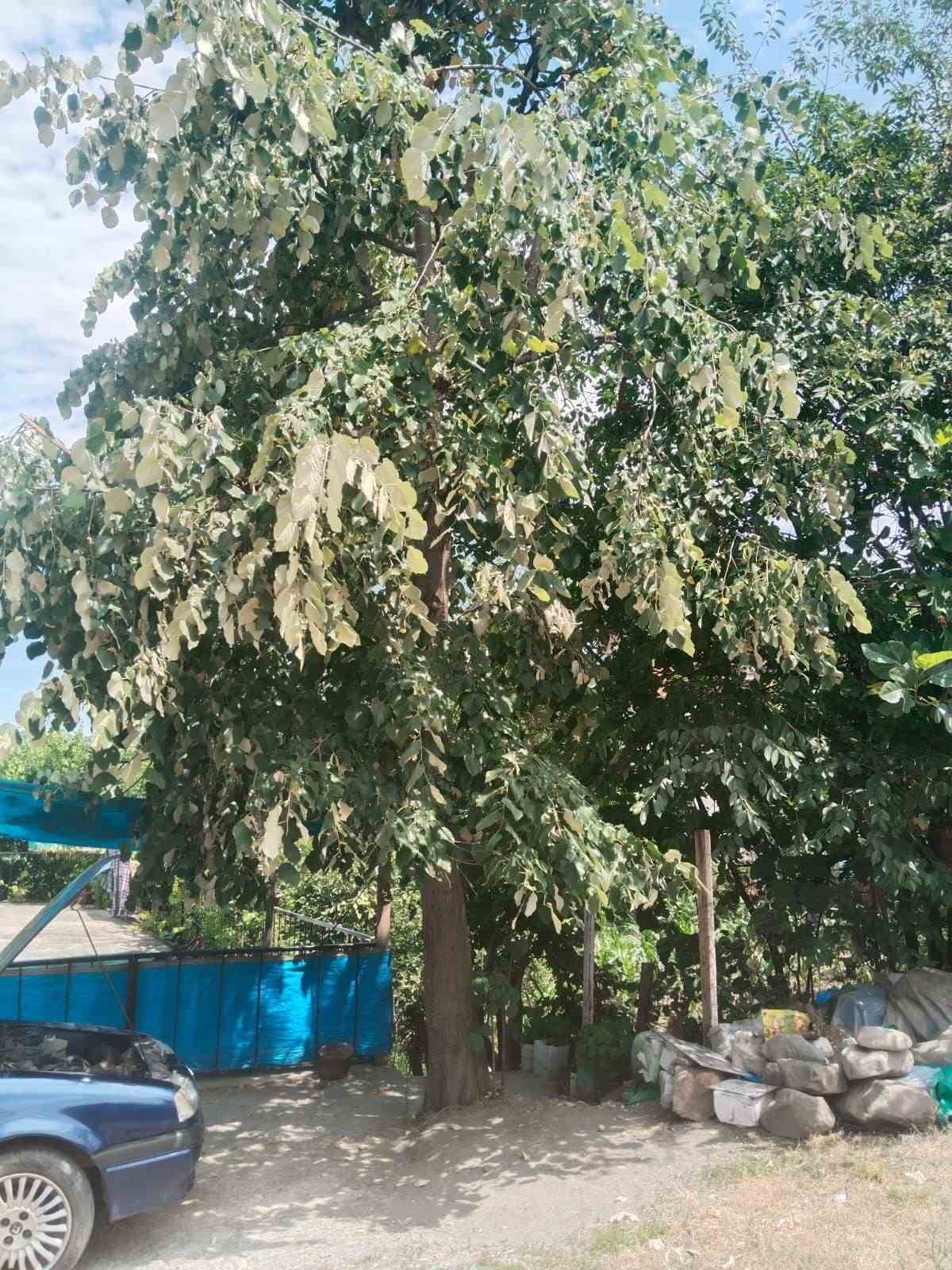 ihlamur-agacindan-dusen-kadin-yaralandi