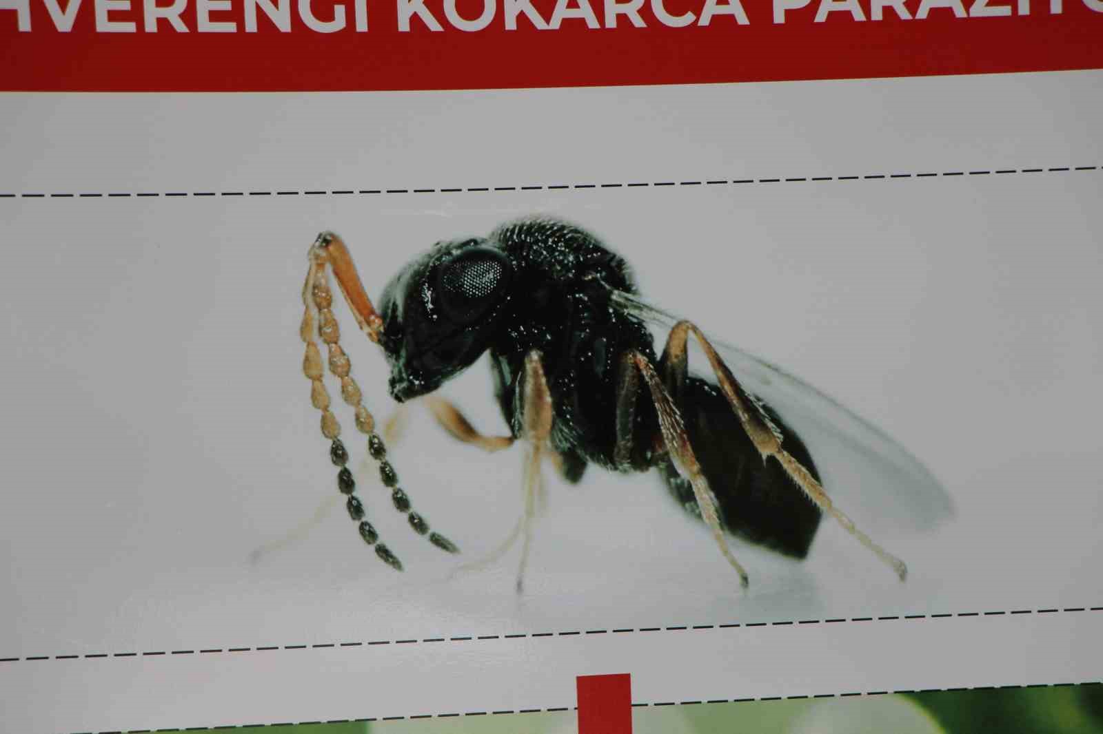 kahverengi-kokarca-yayiliyor-amasyada-da-tespit-edildi