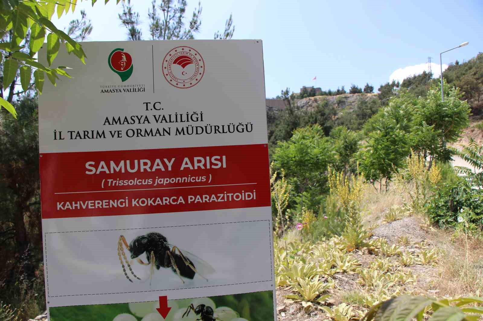kahverengi-kokarca-yayiliyor-amasyada-da-tespit-edildi